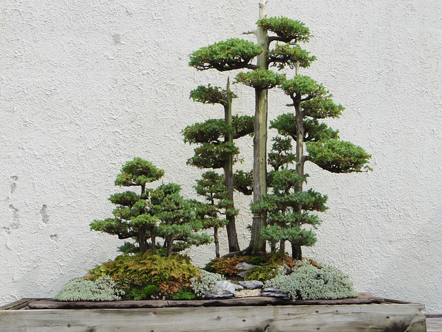 bonsai jardin zen