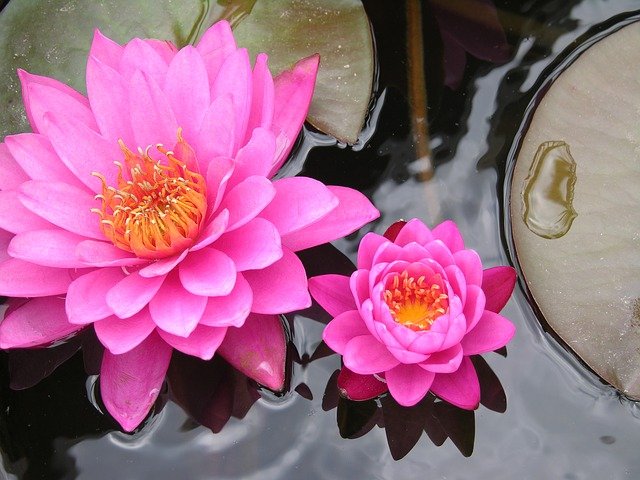 fleur lotus jardin zen